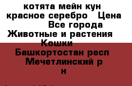 котята мейн кун, красное серебро › Цена ­ 30 - Все города Животные и растения » Кошки   . Башкортостан респ.,Мечетлинский р-н